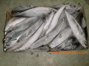 供应印度23厂秋刀鱼,供应印度23厂秋刀鱼生产厂家,供应印度23厂秋刀鱼价格